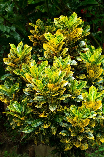Featured image of post Planta Verde E Amarela : Suas plantas começaram a amarelar as folhas e você não sabe o que pode ser?