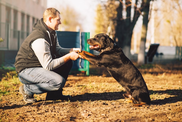 Bloodhound adulto em treinamento para cão policial cães de caça