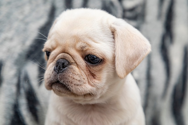 Close Em Cachorro Pug Bebe Com Olhos Grandes Foto Premium