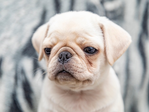 Close Em Cachorro Pug Bebe Com Olhos Grandes Foto Premium