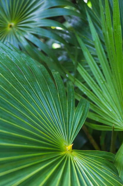 Close Up De Folha De Palmeira Tropical Verde Escuro | Foto Grátis