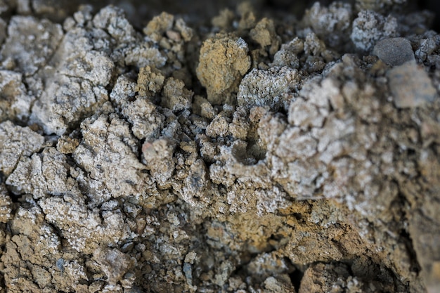 Close-up, de, rocha, com, musgo, e, fungo Foto gratuita