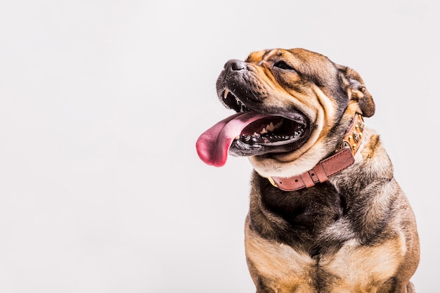 Cachorro com coleira e língua de fora em fundo cinza cão ideal