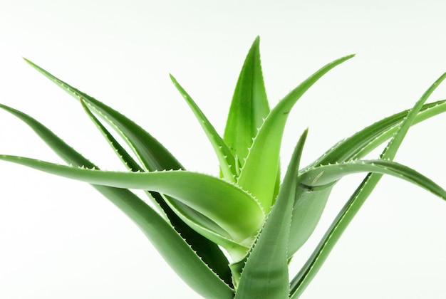 Close up de uma planta de aloe vera verde em um branco Foto gratuita
