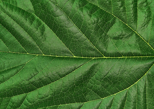 Close Up Verde Do Fundo Da Folha Textura De Folha Verde Para O Fundo Foto Premium 1883