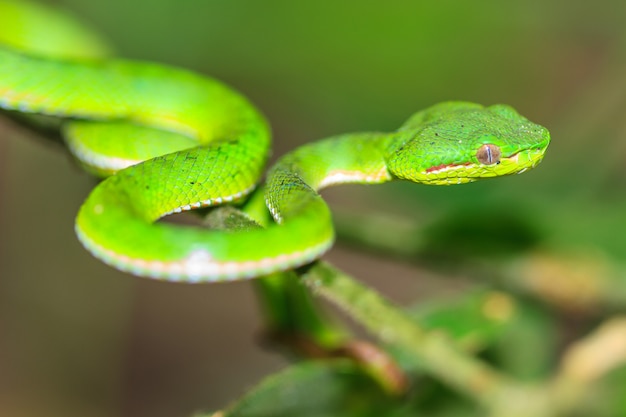 Sem soro no Brasil, serpente apreendida no Distrito Federal pode