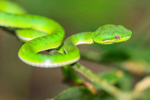 Serpente corre risco de ser sacrificada no DF por falta de soro no