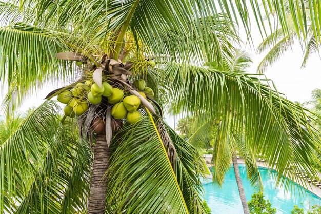 Coco fresco verde e marrom na árvore para o suco Foto Premium