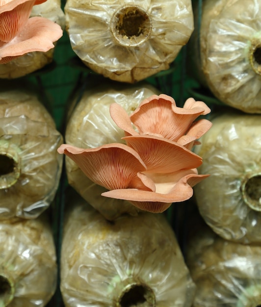 Cogumelo-ostra rosa (pleurotus djamor) em sacos de desova | Foto Premium