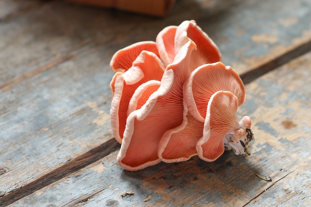 Cogumelos ostra rosa no escuro | Foto Premium
