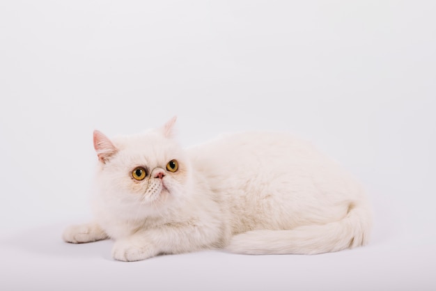 Composição de animais de estimação adorável com gato branco com sono Foto gratuita