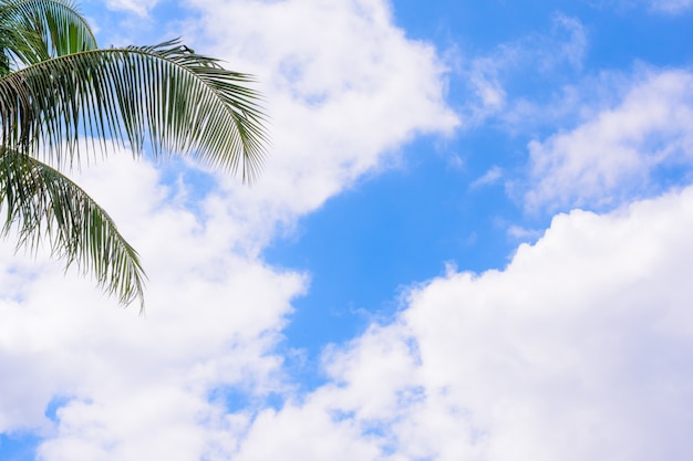 Resultado de imagem para imagem céu azul  atrás de palmeiras