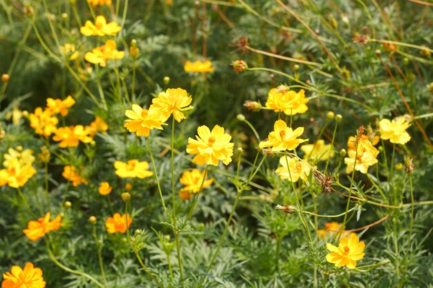 Cosmos Flores Florescem No Jardim Foto Premium