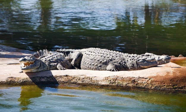 Crocodilos do nilo no parque explorador ilha de djerba tunísia