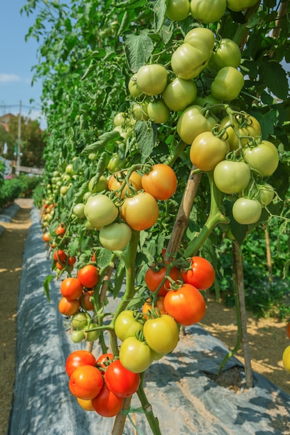 Cultivo De Tomate Na Agricultura De Campo Foto Premium 0230