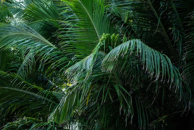 Detalhe De Folha De Palmeira De Coco No Caribe Tropical Cocos