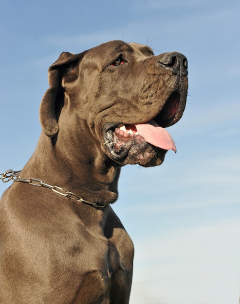 Dogue alemão marrom adulto cão tipo Molosso