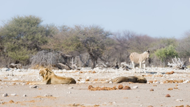 Dois leões preguiçosos masculinos novos que encontram-se para baixo na terra. zebra (desfocado) andando sem perturbações. safári dos animais selvagens no parque nacional de etosha, atração turística principal em namíbia, áfrica. Foto Premium
