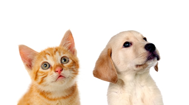 Featured image of post Cachorros E Gatos Png No peritoanimal escolhemos alguns nomes devido sua sonoridade que