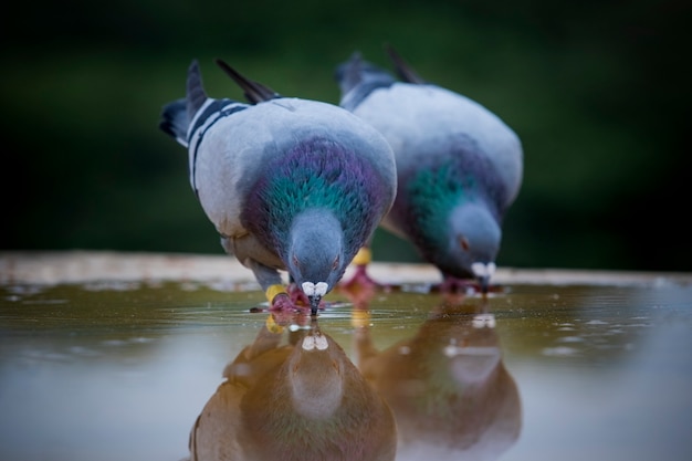 Dois pombos-correio brid água potável no piso do telhado Foto Premium