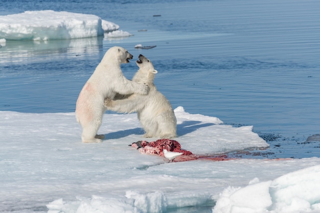 Dois Ursos Polares Selvagens Comendo Foca Morta No Gelo Ao Norte Da Ilha Spitsbergen Svalbard 
