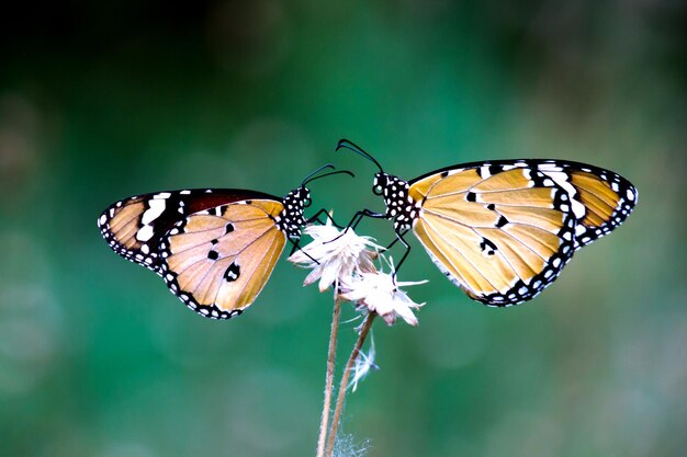 Duas Borboletas Tigre Simples Ou Danaus Chrysippus Empoleiradas Na