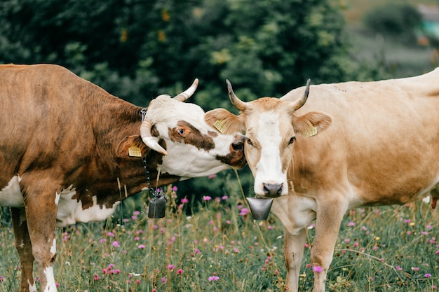 Featured image of post Fotos De Vacas Engraçadas : Descarga increibles fotos de vacas lecheras o ganaderas.