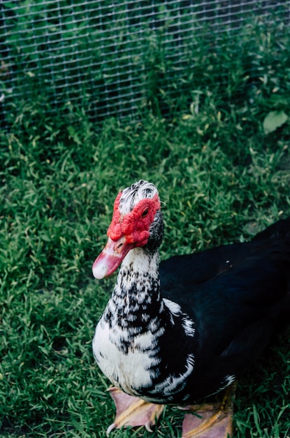 Duck drake com cabeça texturizada em um fundo de relva verde. Foto Premium