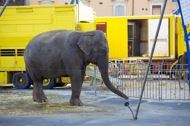 Elefante Foto Premium