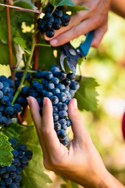 Enólogo de mulher colhendo uvas para vinho | Foto Premium