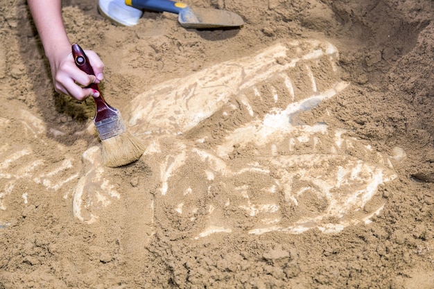 Escavação De Fósseis De Dinossauros Foto Premium 1459