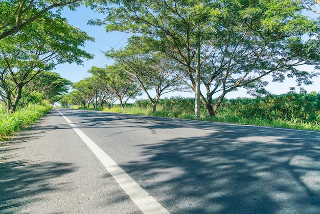 Estrada asfaltada na floresta Foto Grátis