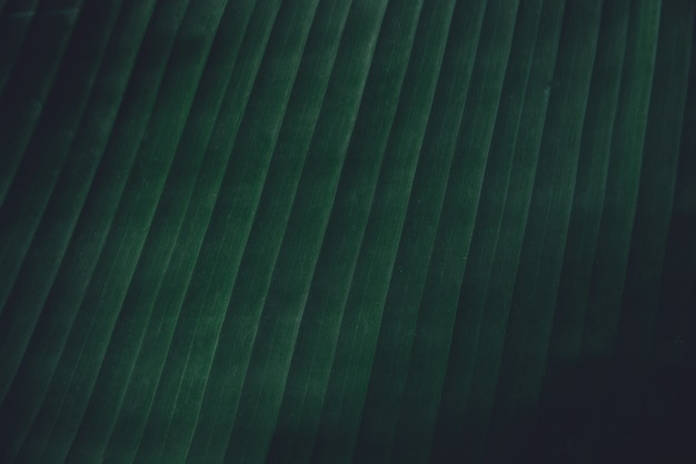 Feche acima da banana tropical deixa o fundo da textura. deixa a natureza fundo de tom verde escuro Foto Premium