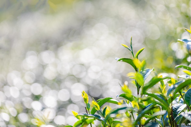 Feche acima e o foco seletivo às folhas macias do chá verde e borre o bokeh claro Foto Premium