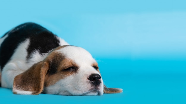 Cachorro de beagle sonhando em fundo azul.