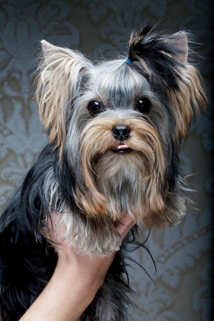 Filhote de cachorro bonito yorkshire terrier Foto Premium