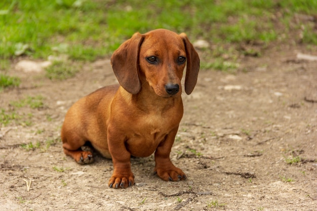 filhote de cachorro de raça bassê de cor marrom foto premium