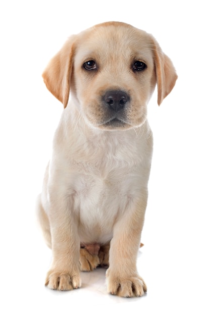 Filhote De Cachorro Labrador Retriever Foto Premium