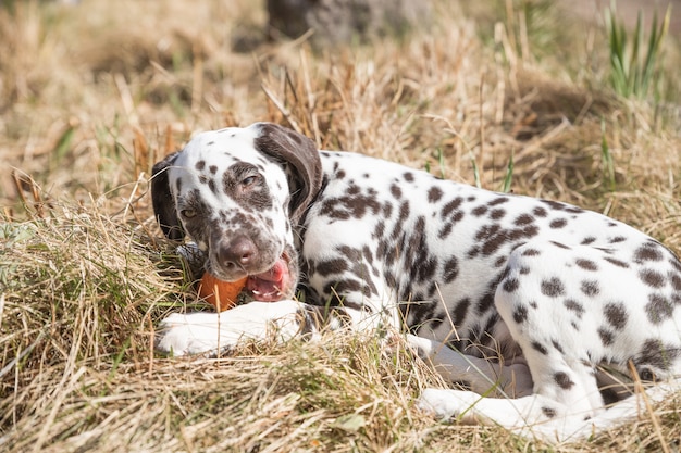 Cachorros podem comer cenoura?