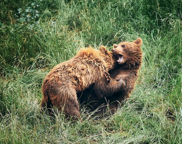 Filhotes De Urso Pardo Lutando Na Grama Alta E Verde Foto Premium