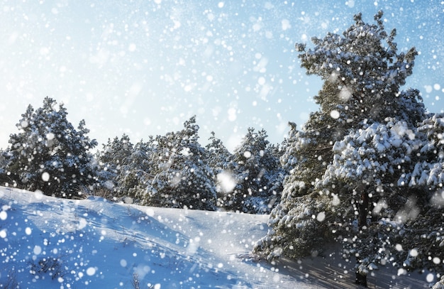 Flocos de neve caindo do céu abetos cobertos de geada e neve floresta