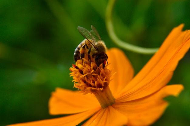 Resultado de imagem para GIF ANIMADA DE ABELHA DE FLOR EM FLOR