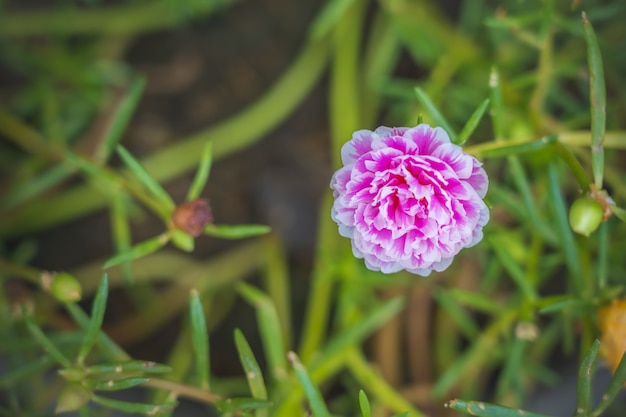Flor branca cor-de-rosa de portulaca oleracea grandiflora no fundo borrado com espaço para colocar o texto Foto Premium
