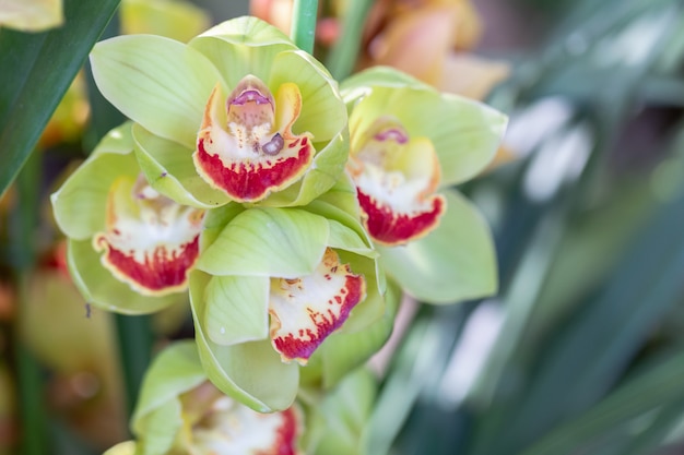 Resultado de imagem para jardim de orquídeas freepik