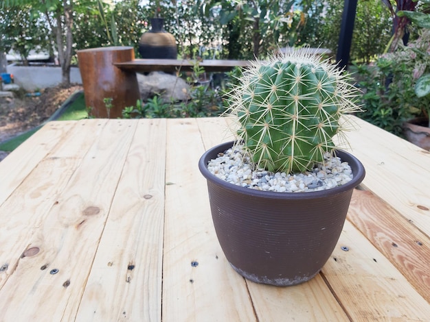 Flor De Cacto Crescendo Em Um Vaso Fundo De Textura De Cacto Espinho