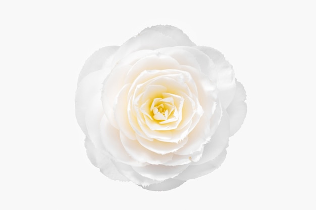 Flor de camélia branca isolada no fundo branco. camellia japonica ... Flor De Camélia Branca Isolada No Fundo Branco. Camellia Japonica ...
