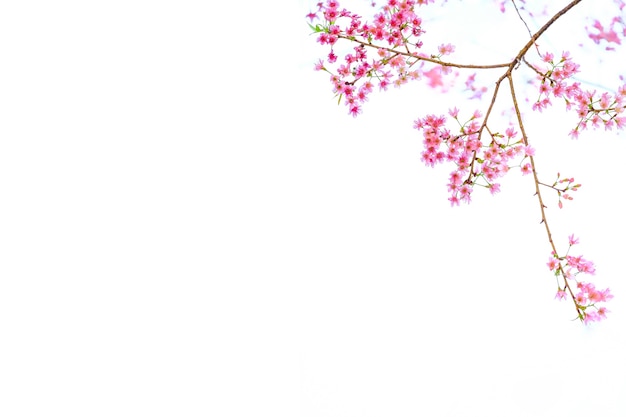 Featured image of post Folha De Cerejeira Rosa Esta flor de cerejeira e este verso que formam uma dupla perfeita