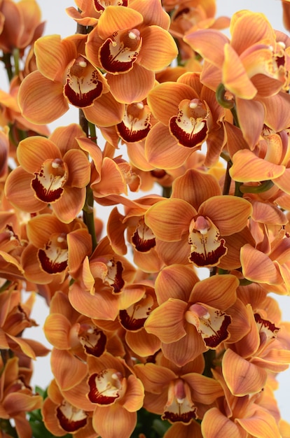 Cymbidium Laranja