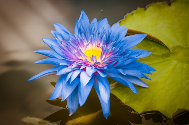 https://image.freepik.com/fotos-gratis/flor-de-lotus-azul-roxo_35662-7.jpg