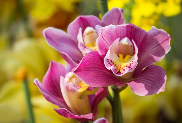 Resultado de imagem para Orquídeas Cymbidium freepik